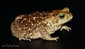 Bufo marinus (Rhinella marina)  Cane Toad12